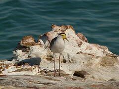 Masked Lapwing