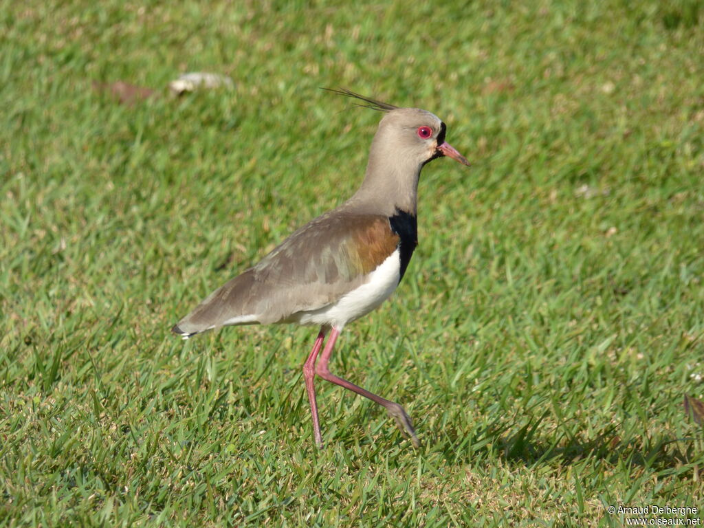 Southern Lapwing