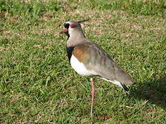 Southern Lapwing