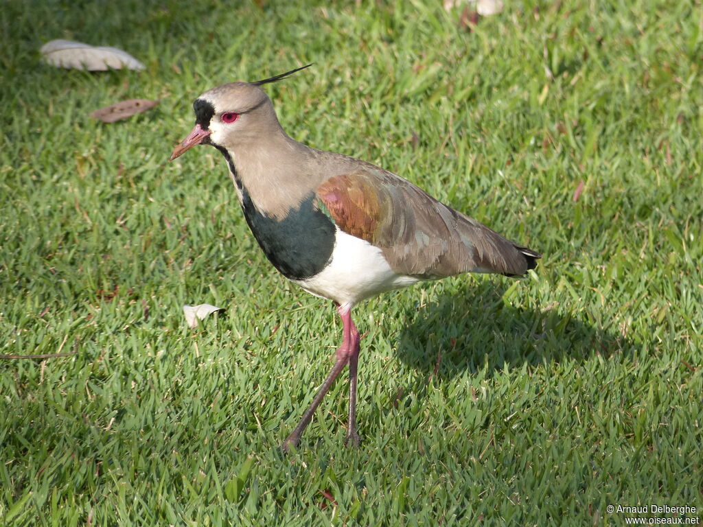 Southern Lapwing