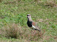 Southern Lapwing