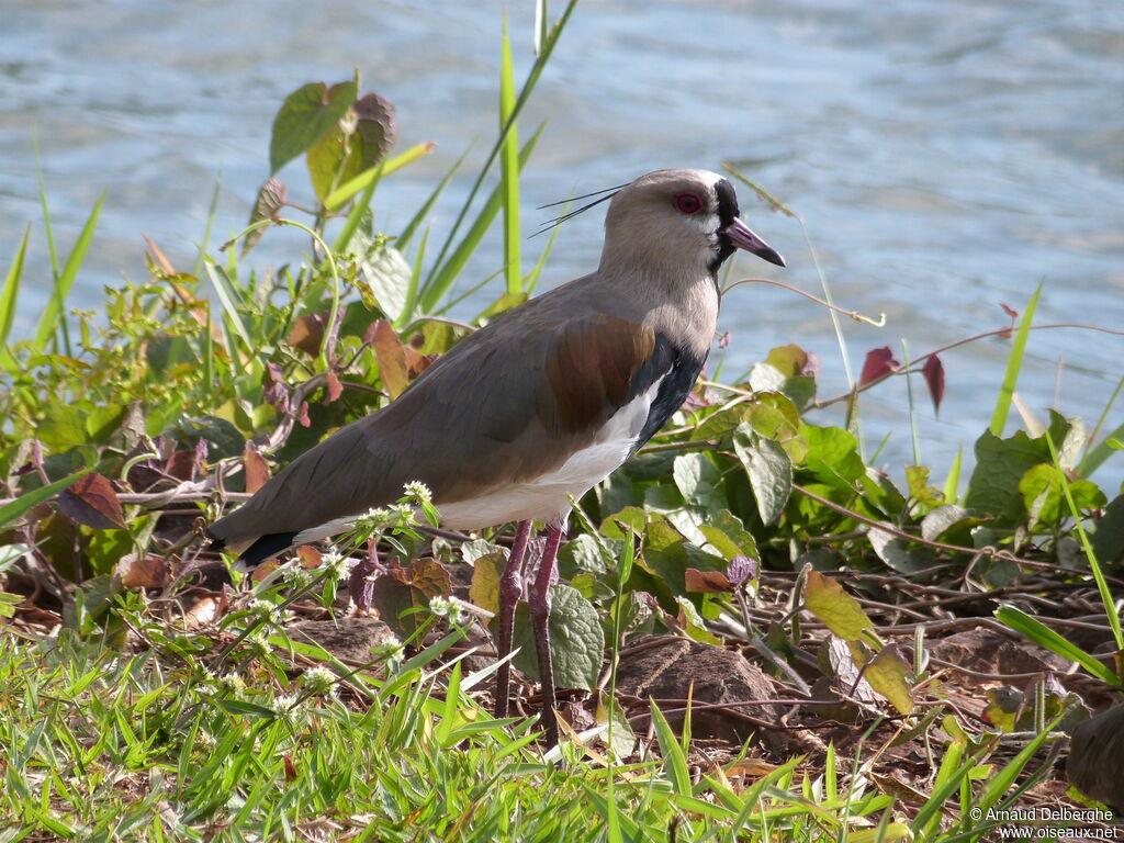 Southern Lapwing