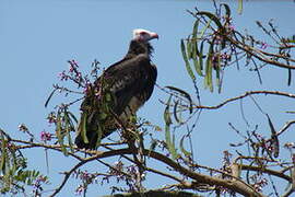 White-headed Vulture