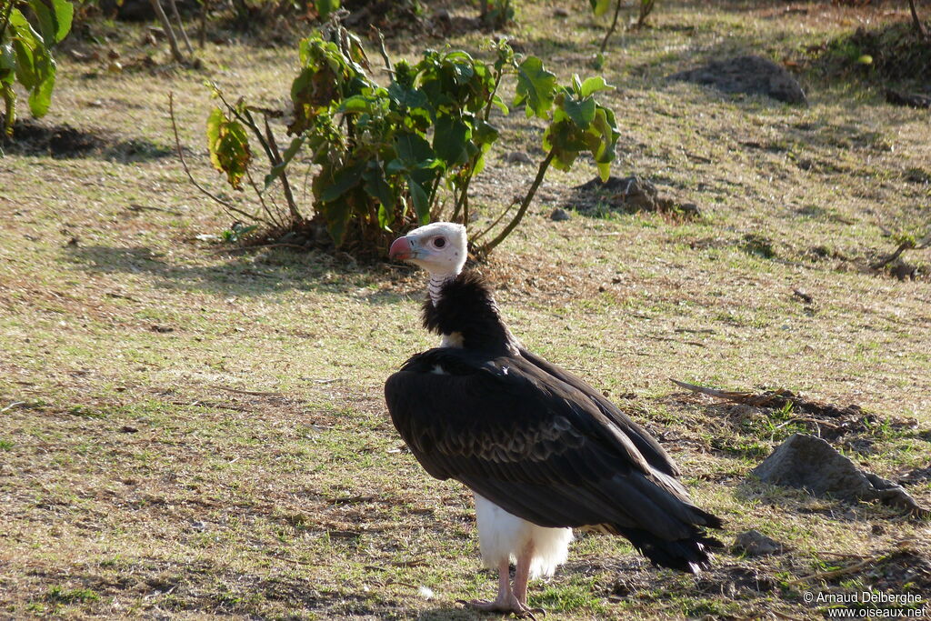 White-headed Vulture