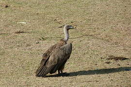 White-backed Vulture