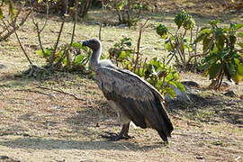 White-backed Vulture