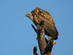 White-backed Vulture