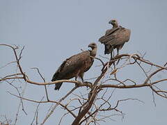 White-backed Vulture