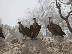 White-backed Vulture