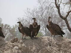 White-backed Vulture