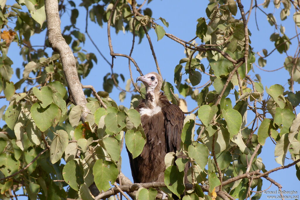 Hooded Vulture