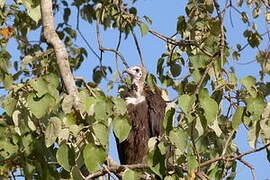 Hooded Vulture