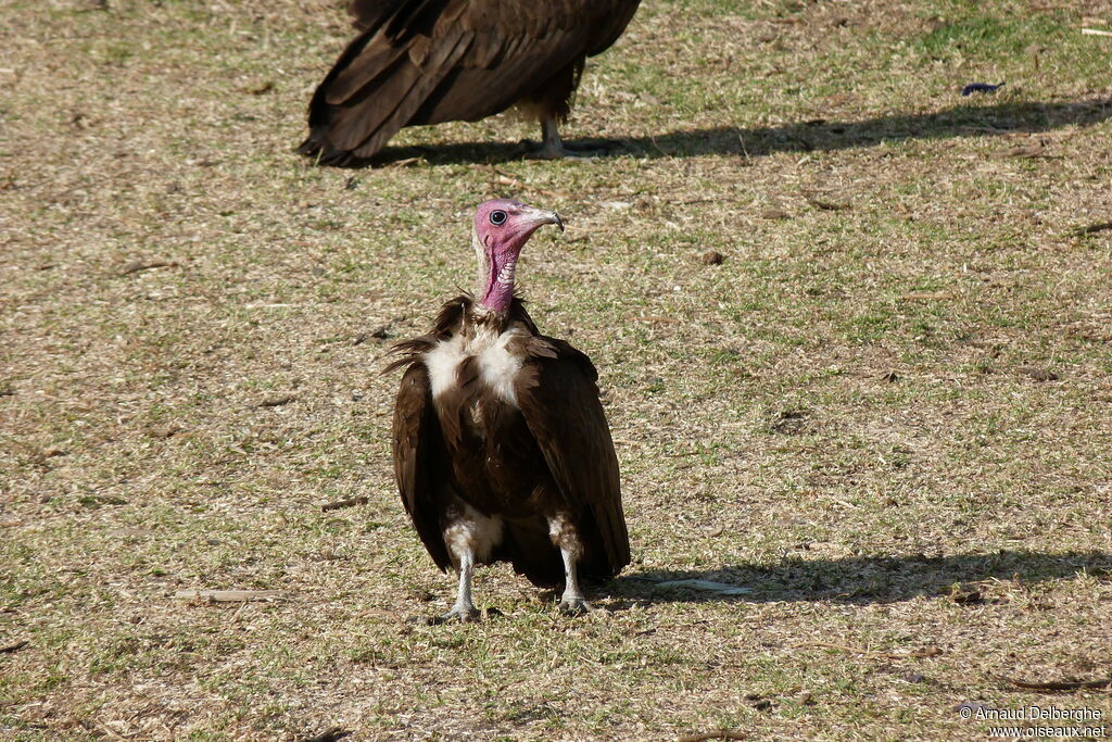 Hooded Vulture