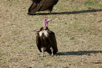 Vautour charognard