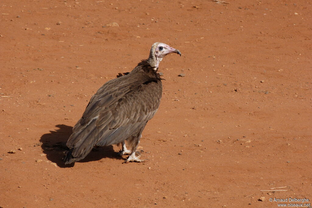 Hooded Vulture