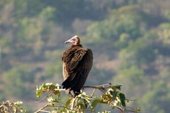 Vautour charognard