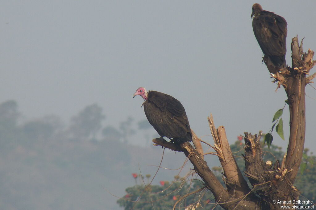 Hooded Vulture