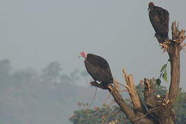 Hooded Vulture