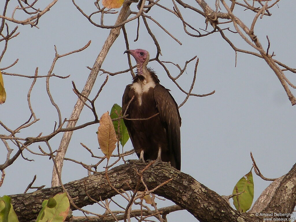 Vautour charognard