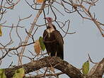 Vautour charognard