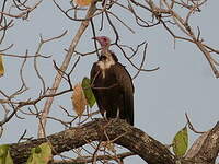 Vautour charognard