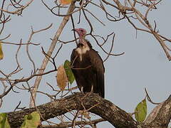 Vautour charognard