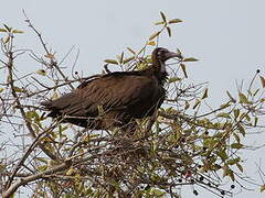 Hooded Vulture