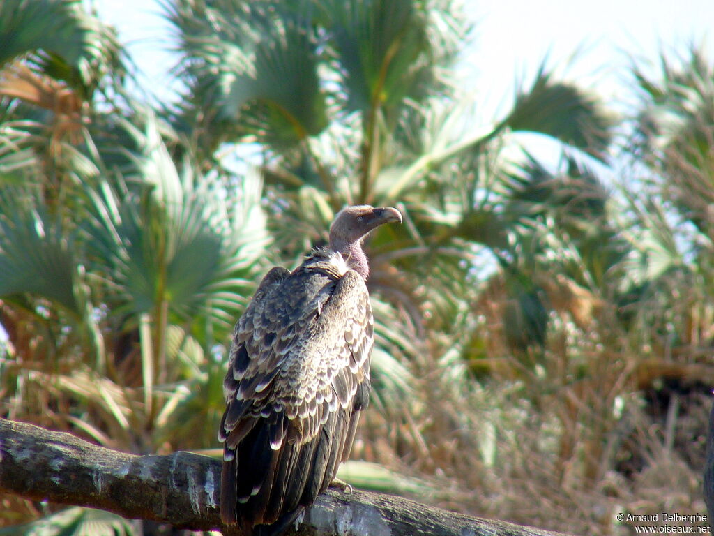 Rüppell's Vulture