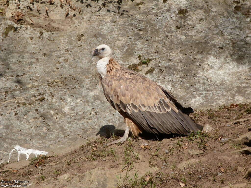 Vautour fauve1ère année, identification