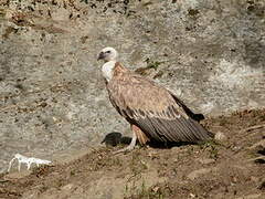 Griffon Vulture