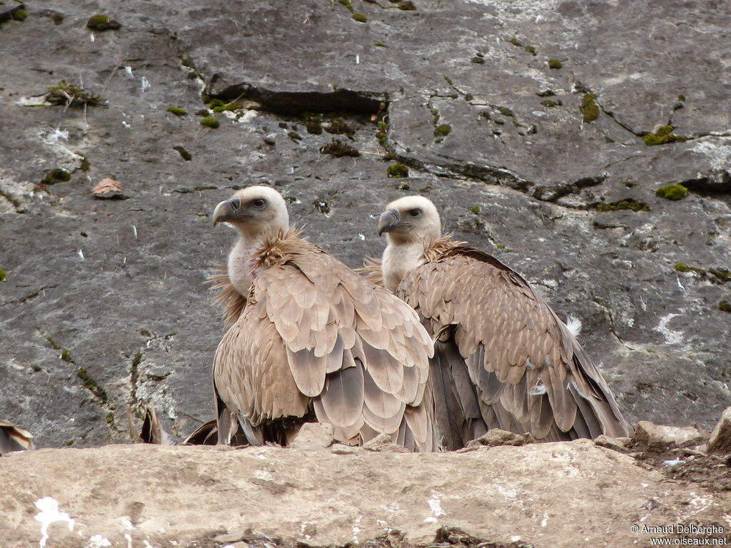 Griffon Vulture