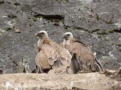 Griffon Vulture