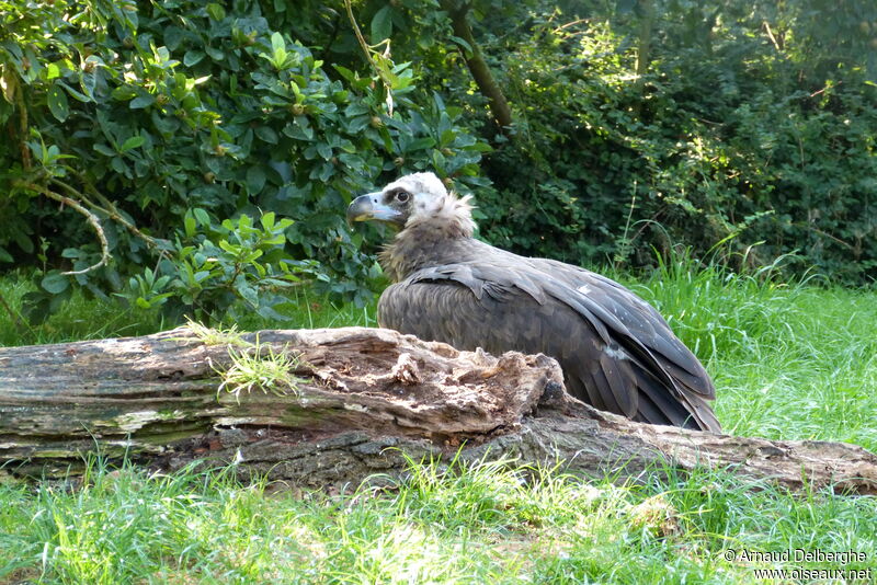 Cinereous Vulture