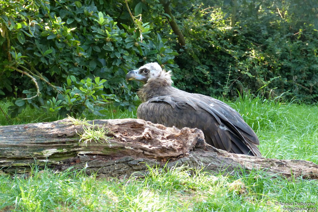 Cinereous Vulture