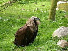 Cinereous Vulture