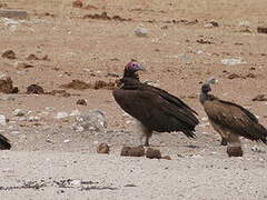 Lappet-faced Vulture