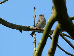 European Greenfinch