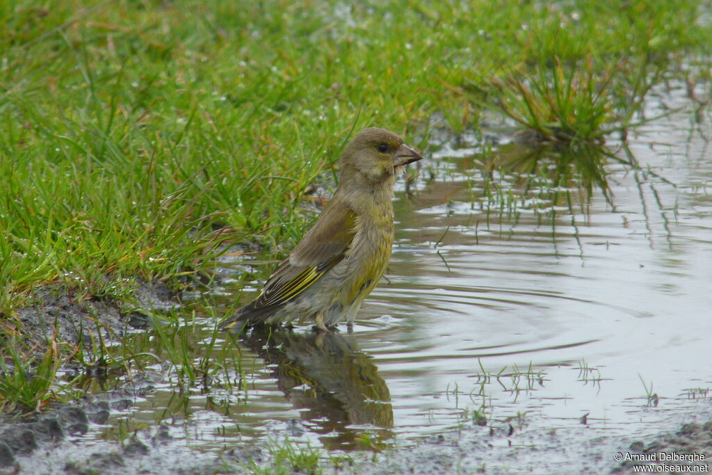 European Greenfinch