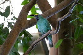 Golden-fronted Leafbird