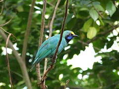 Golden-fronted Leafbird