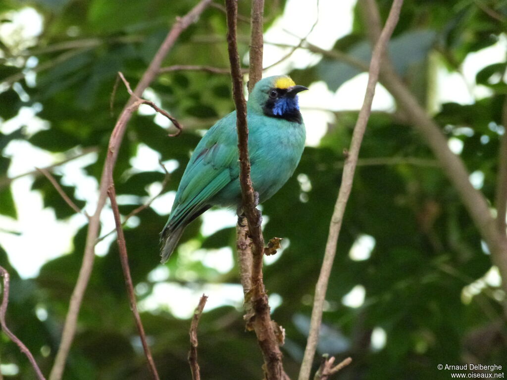 Verdin à front d'or