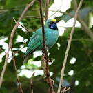 Verdin à front d'or