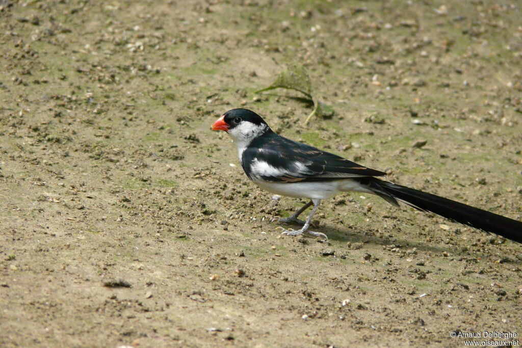 Pin-tailed Whydah