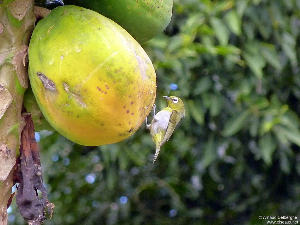 Silvereye