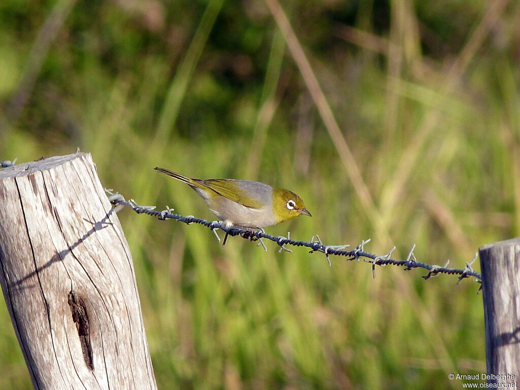 Zostérops à dos gris