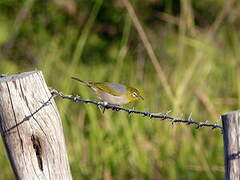 Silvereye