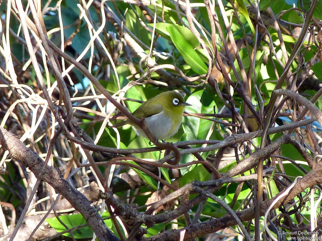 Green-backed White-eye