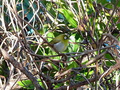 Zostérops à dos vert