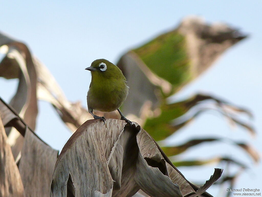 Zostérops à dos vert