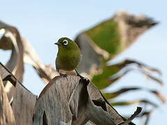 Green-backed White-eye